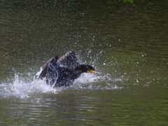 サギのコロニ-の様子
