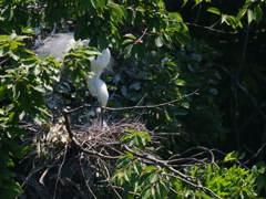 サギのコロニ-の様子