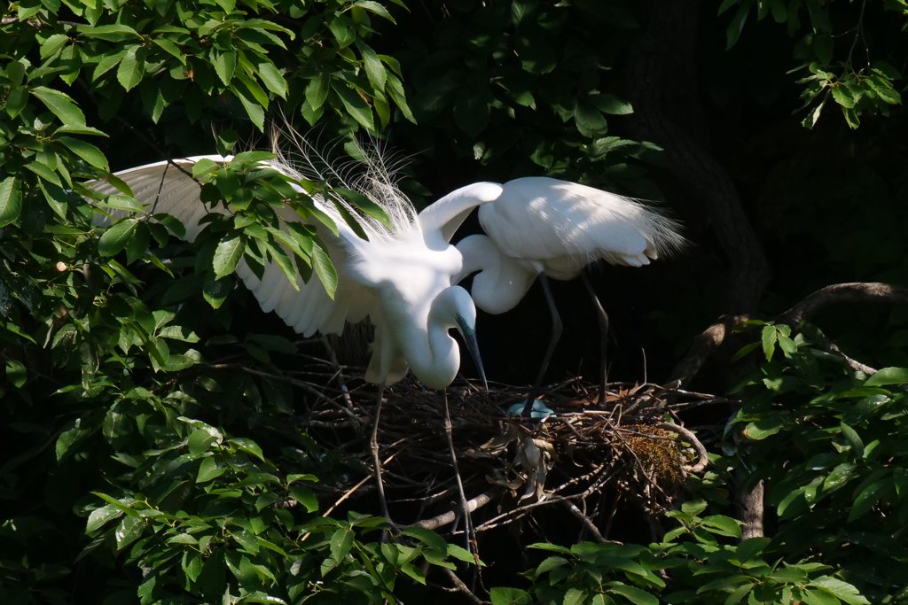 サギのコロニ-の様子