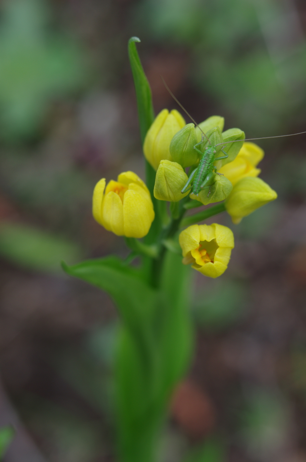 Lensbaby ソフトレンズ Velvet 56 56mm