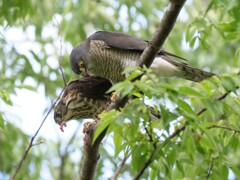 日本で最小のタカ　ツミ