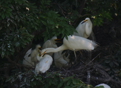 サギのコロニ-の様子