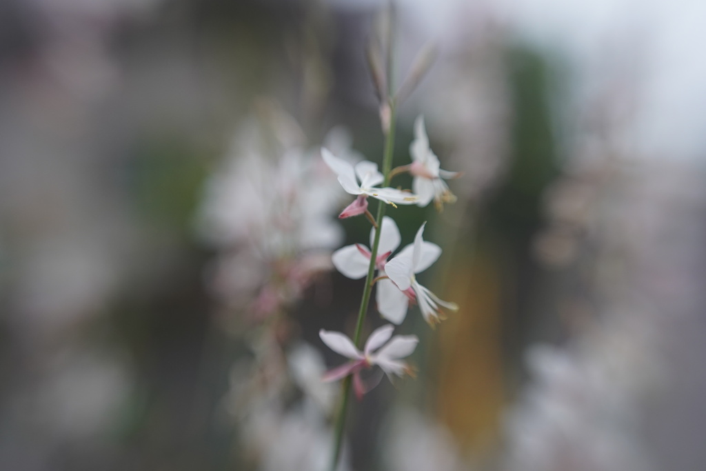 Lensbaby sweet 50