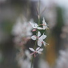 Lensbaby sweet 50