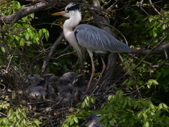 サギのコロニ-の様子