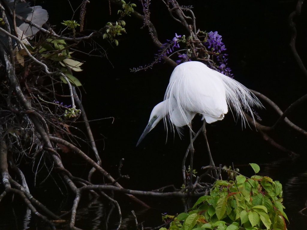 サギのコロニ-の様子