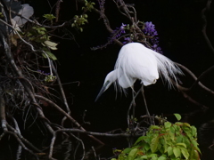 サギのコロニ-の様子