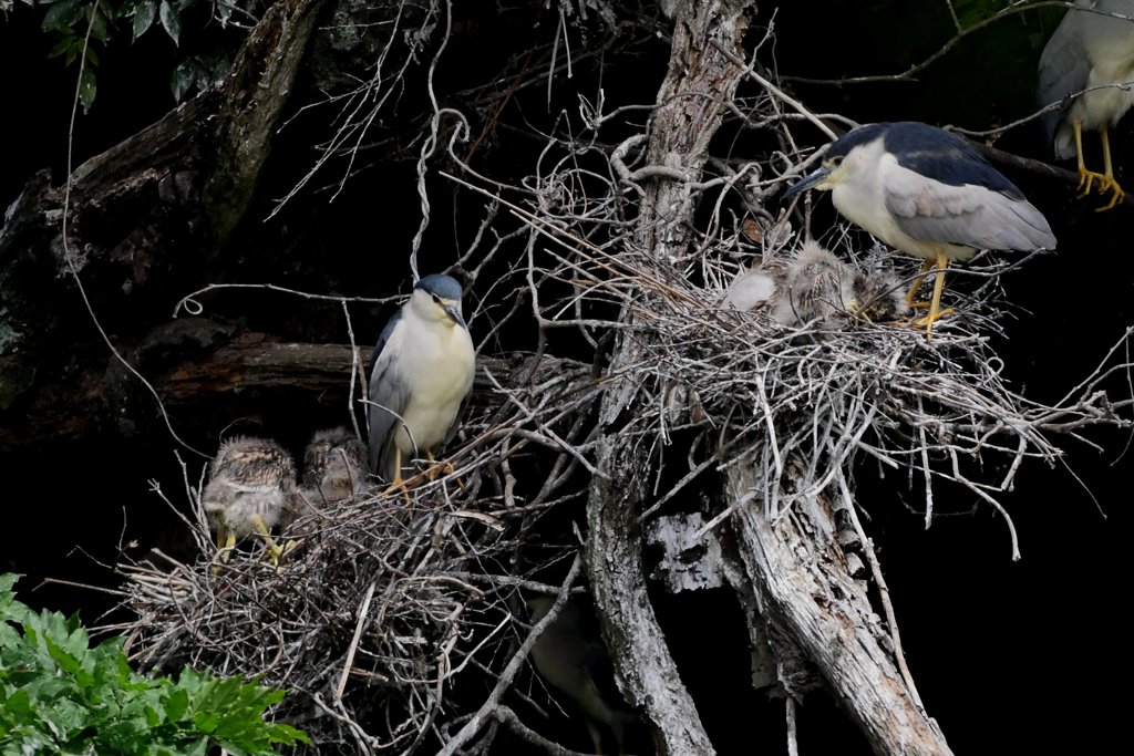 サギのコロニ-の様子