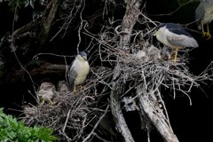 サギのコロニ-の様子