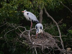 サギのコロニ-の様子