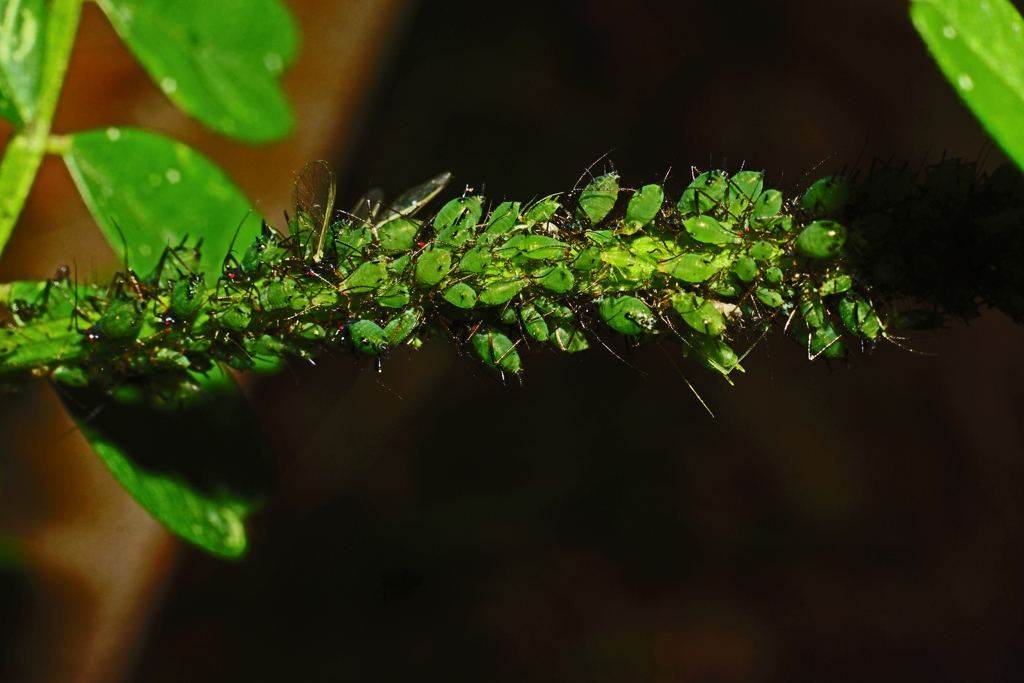 PENF用38ｍｍマクロ　F3.5