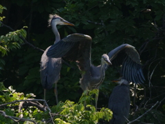 サギのコロニ-の様子