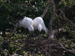 サギのコロニ-の様子