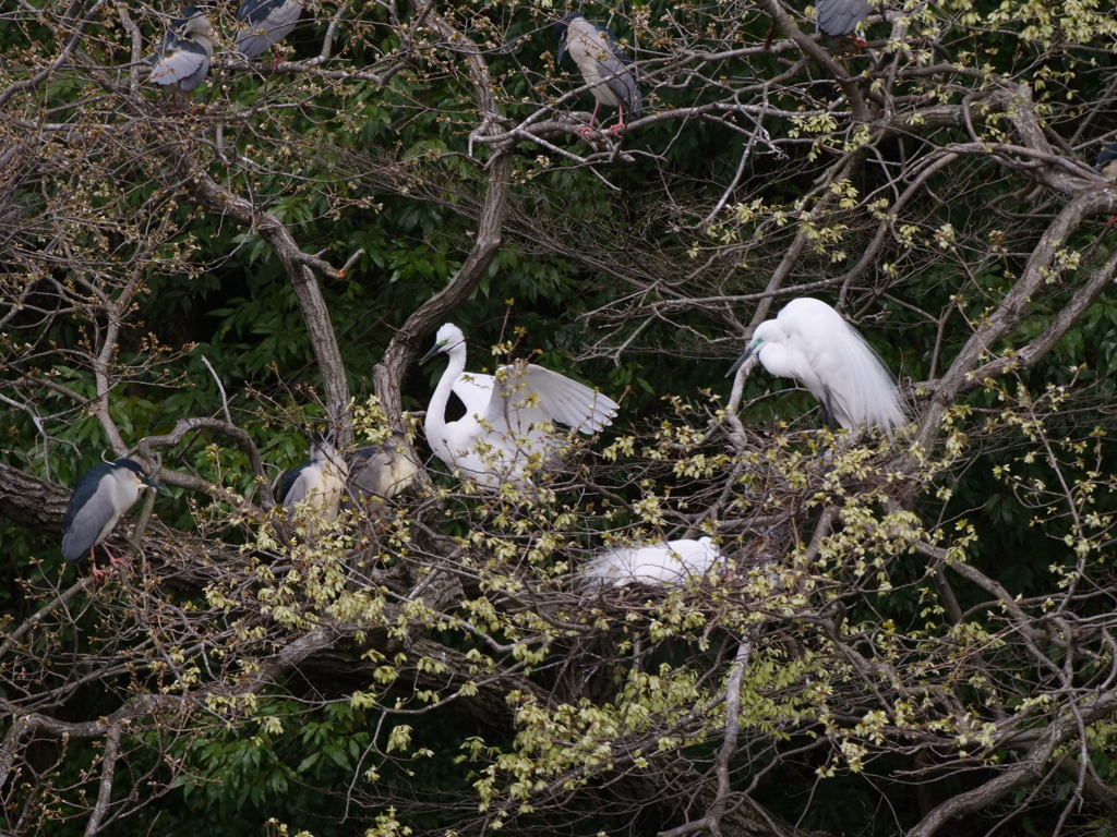 サギのコロニ-の様子