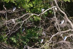 サギのコロニ-の様子