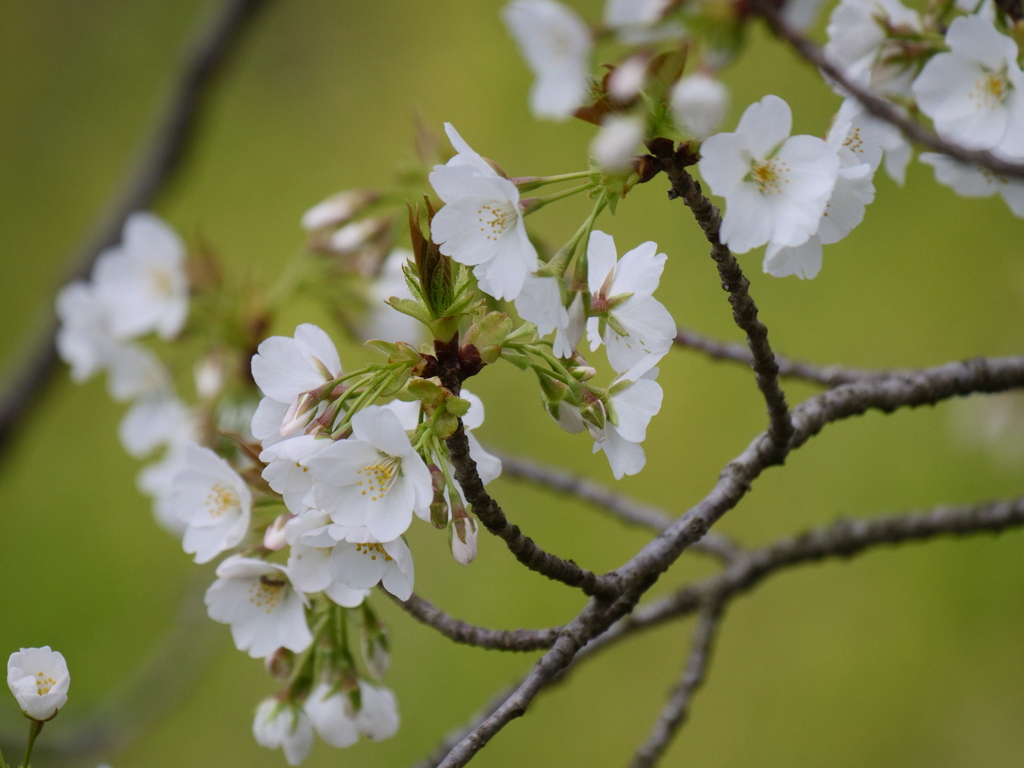 染井吉野で無い桜