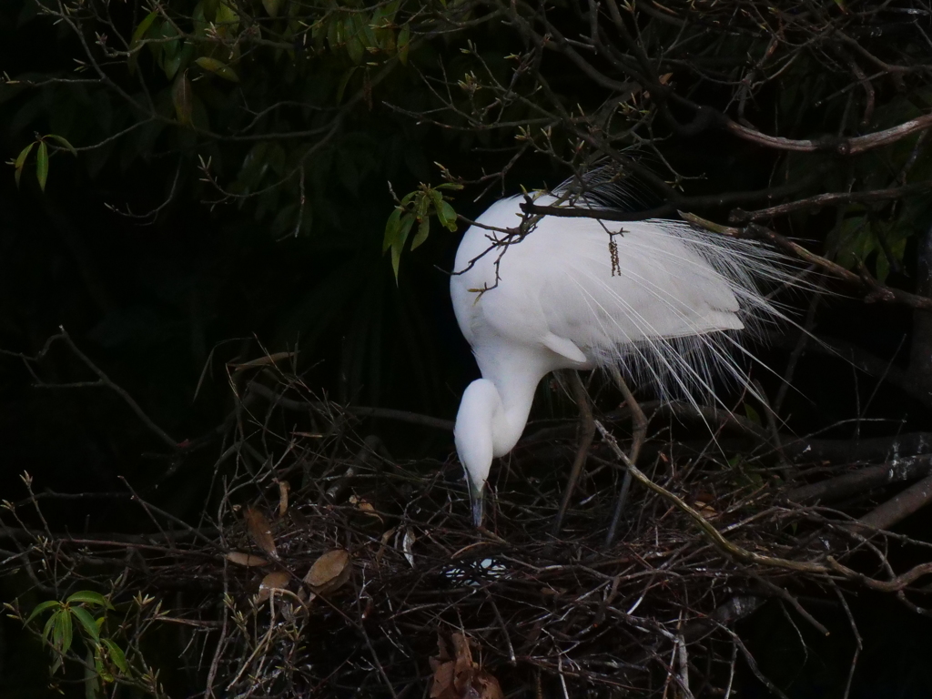 サギのコロニ-の様子