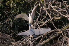 サギのコロニ-の様子