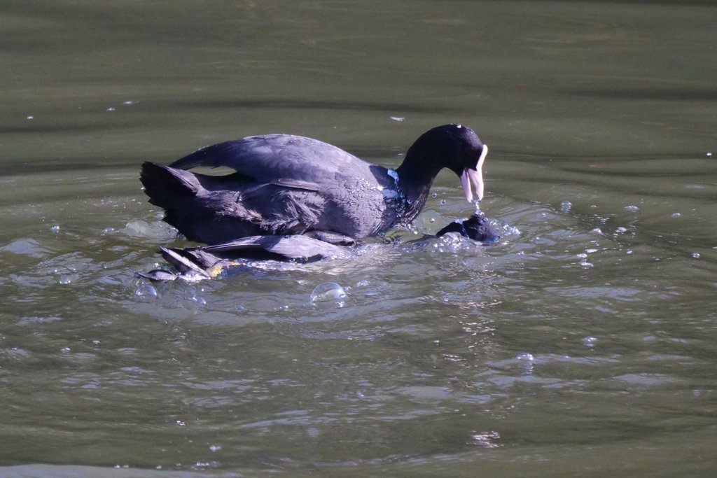 サギのコロニ-の様子