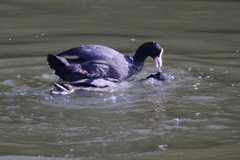 サギのコロニ-の様子