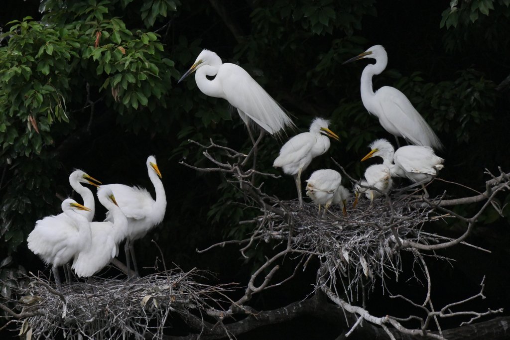 サギのコロニ-の様子
