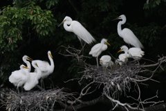 サギのコロニ-の様子