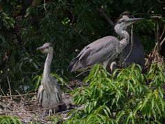 サギのコロニ-の様子
