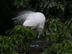 サギのコロニ-の様子