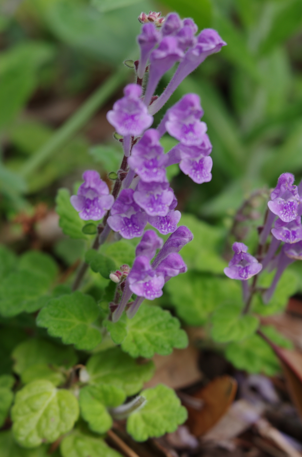 Lensbaby ソフトレンズ Velvet 56 56mm