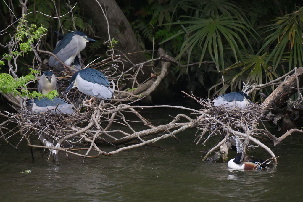 サギのコロニ-の様子