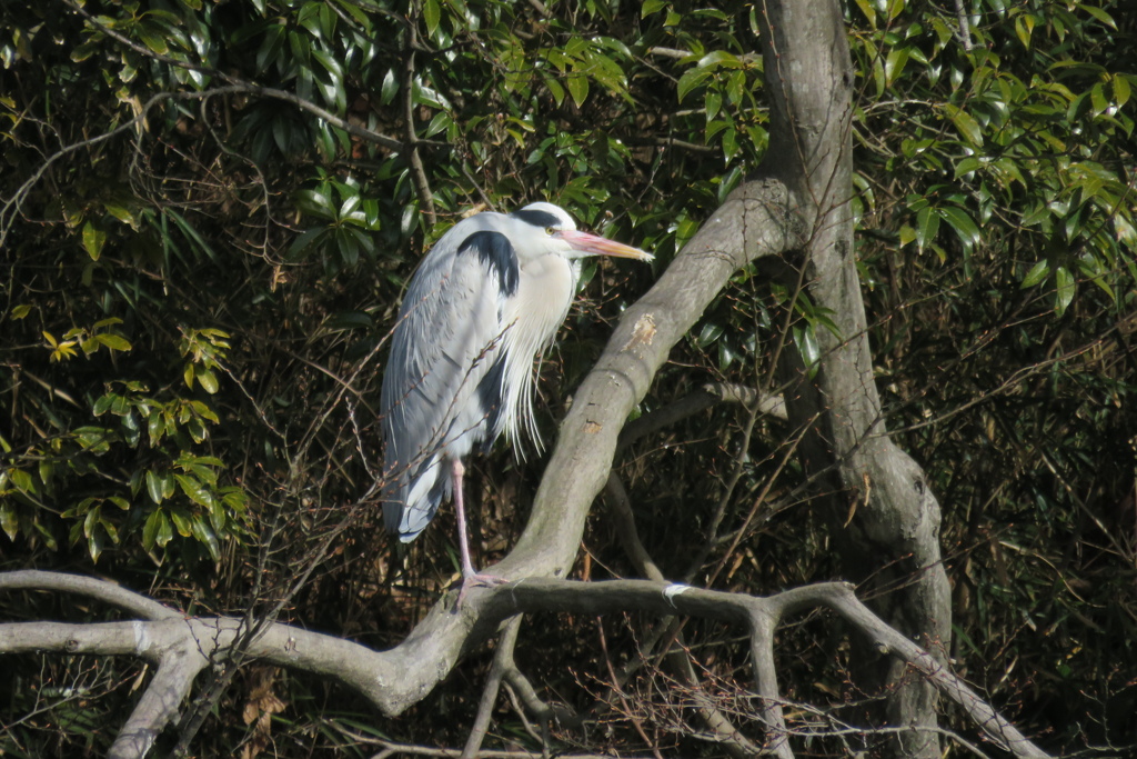 サギのコロニ-の様子