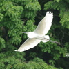 飛行中のオオサギ