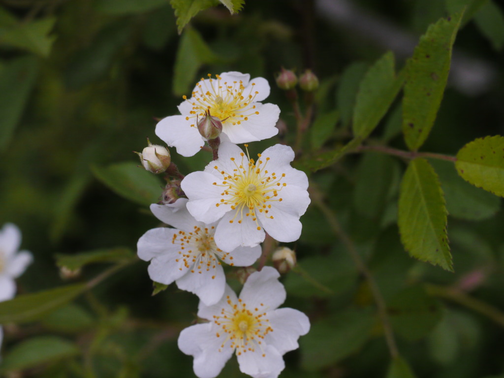 原種に近いバラ