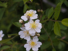 原種に近いバラ