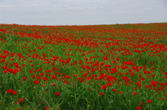 ケシの花