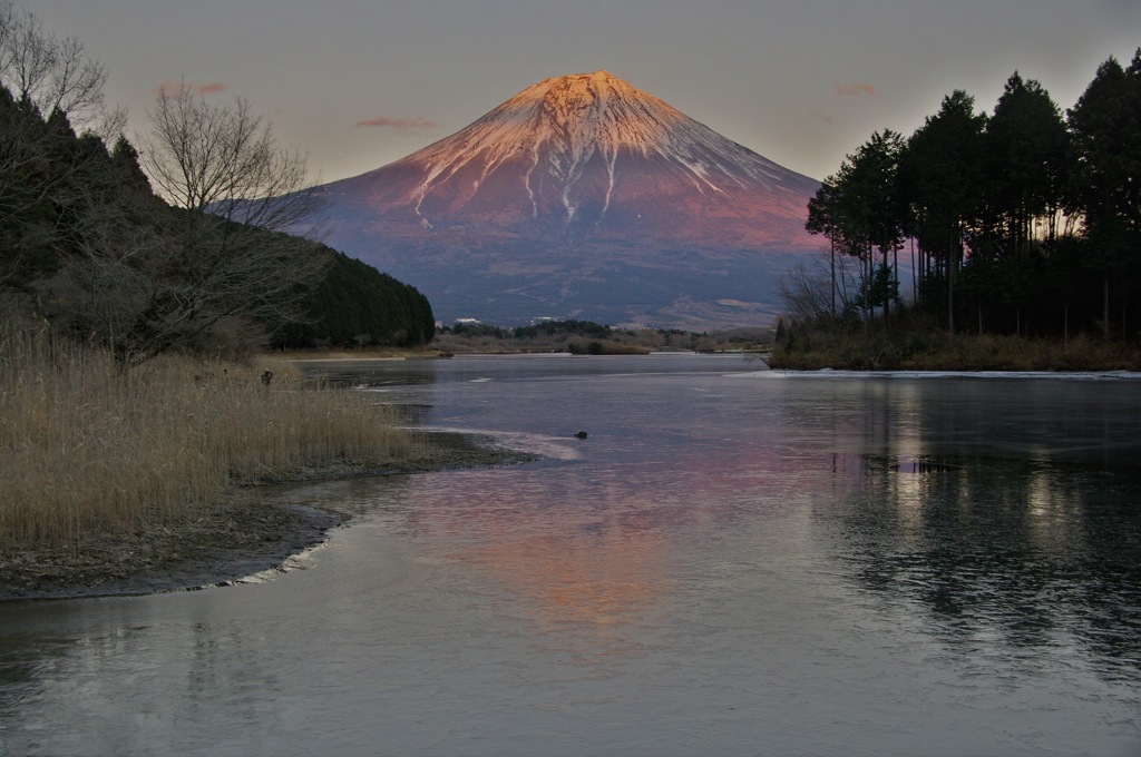 田貫湖からの富士（HDR)