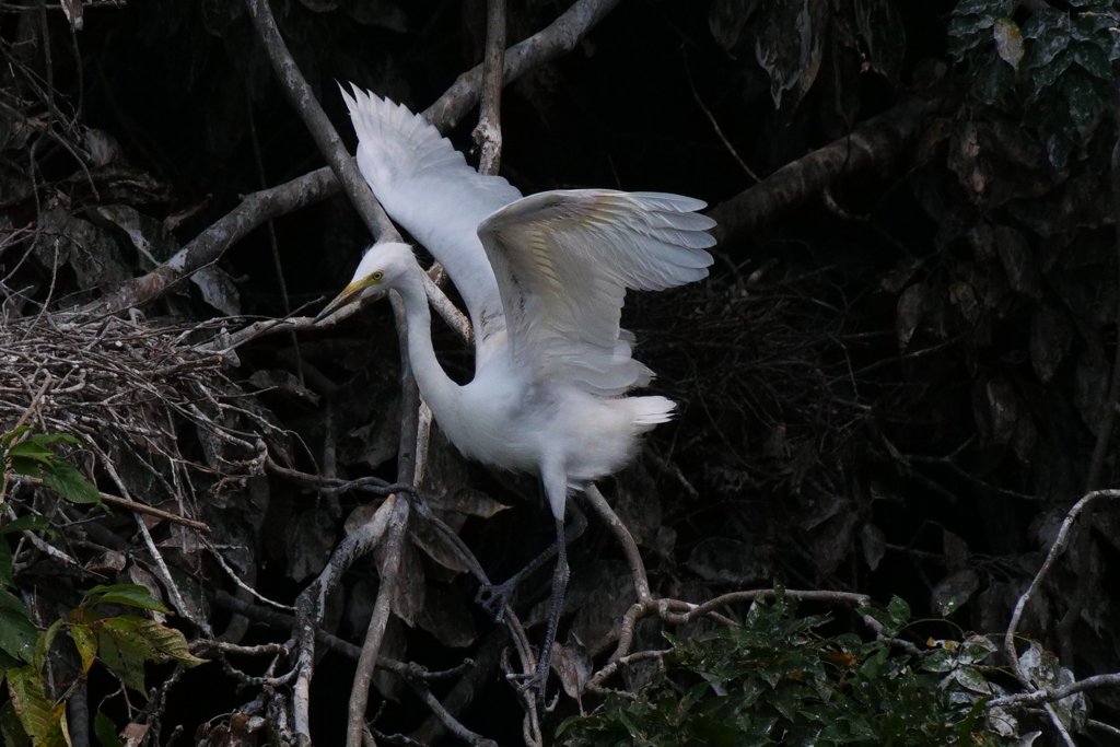 サギのコロニ-の様子