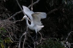 サギのコロニ-の様子