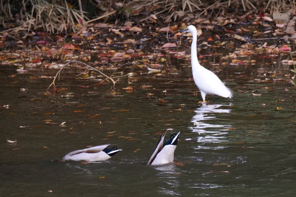 サギのコロニ-の様子