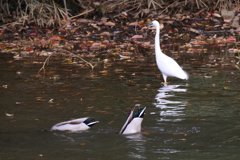 サギのコロニ-の様子