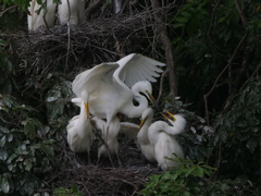 サギのコロニ-の様子