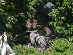 サギのコロニ-の様子