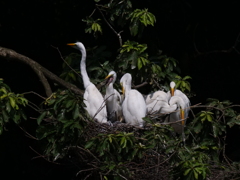 サギのコロニ-の様子