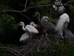 サギのコロニ-の様子