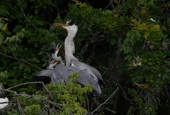 サギのコロニ-の様子