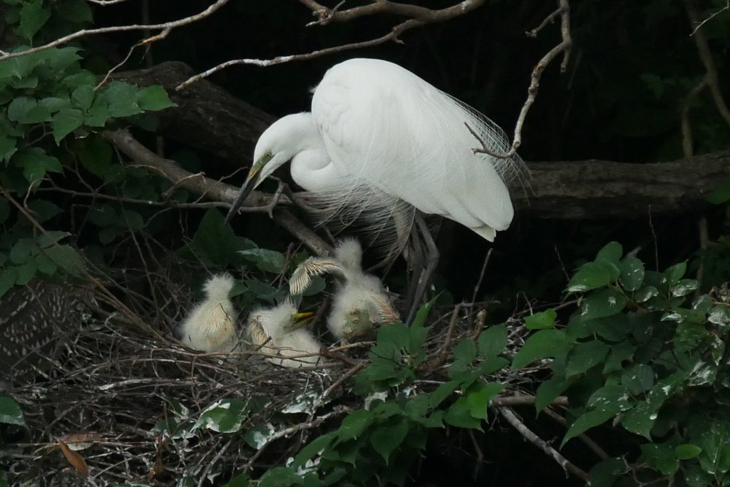 サギのコロニ-の様子