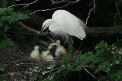 サギのコロニ-の様子