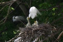 サギのコロニ-の様子