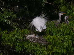 サギのコロニ-の様子