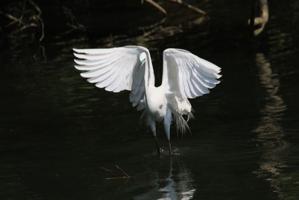サギのコロニ-の様子